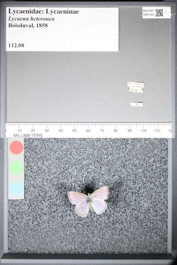 Media type: image;   Entomology 51183